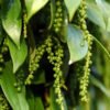 Black Pepper