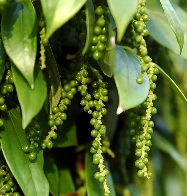 Black Pepper