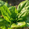 Spinach