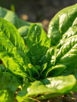 Spinach
