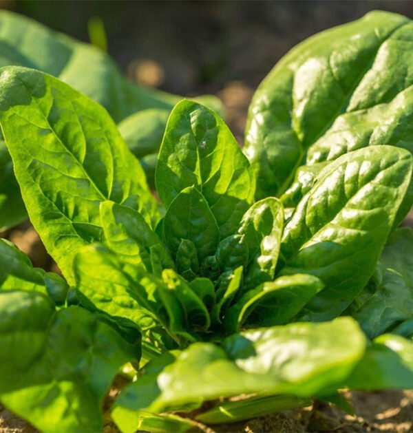 Spinach