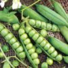 Pea
