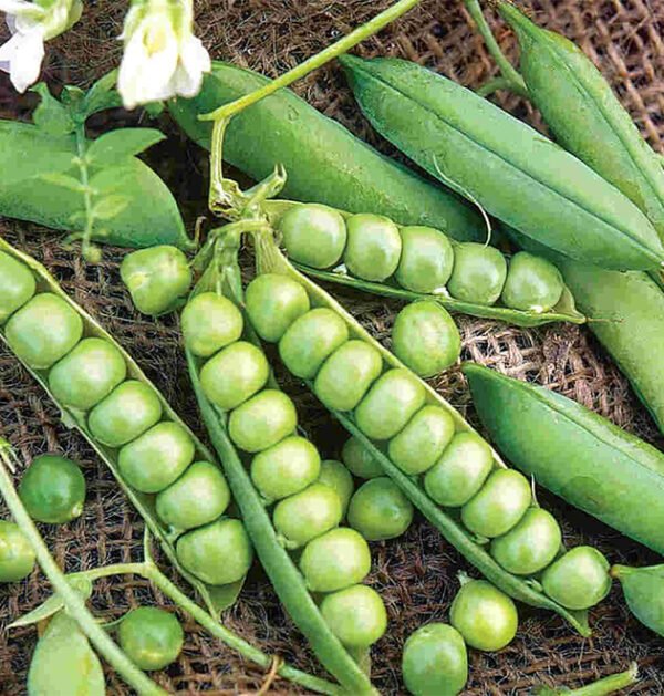Pea