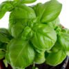 Basil