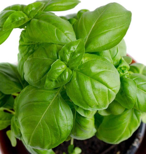 Basil