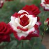 Red Rose