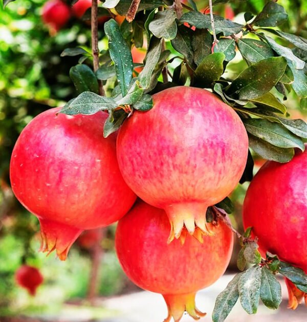 Pomegranate