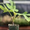Fig