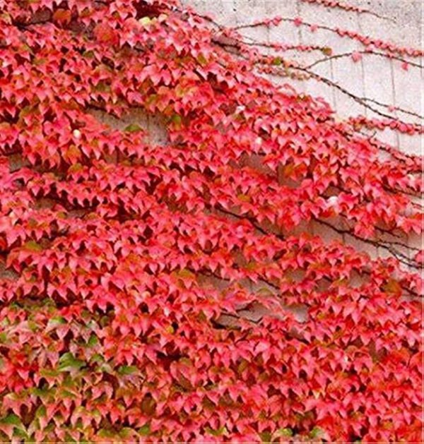 Ivy