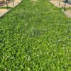 Clover