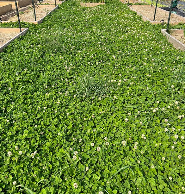 Clover
