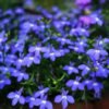Thyme