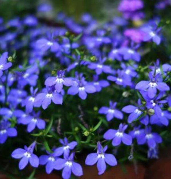 Thyme