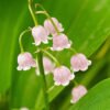 lily of the valley