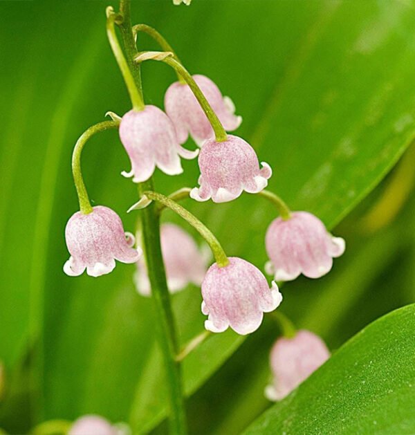 lily of the valley