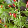 Chili