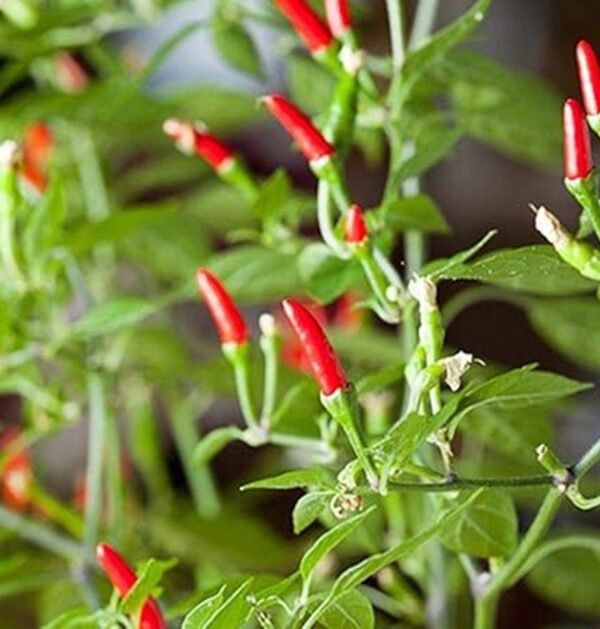 Chili