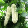 Momordica Charantia