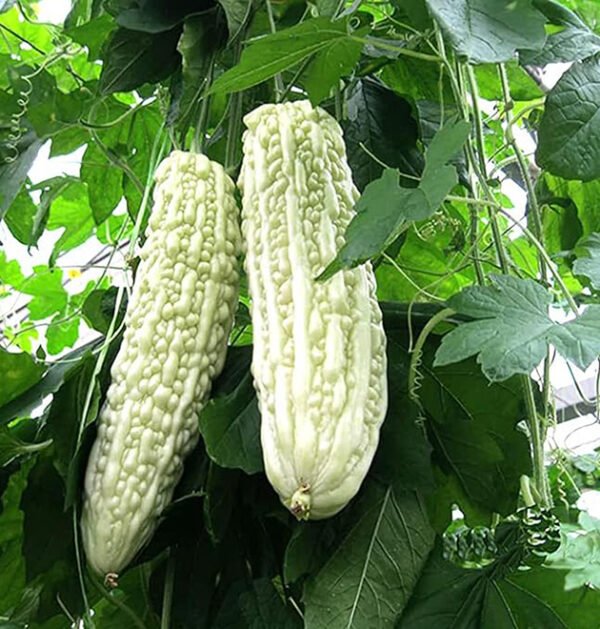 Momordica Charantia