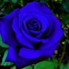 Blue Rose
