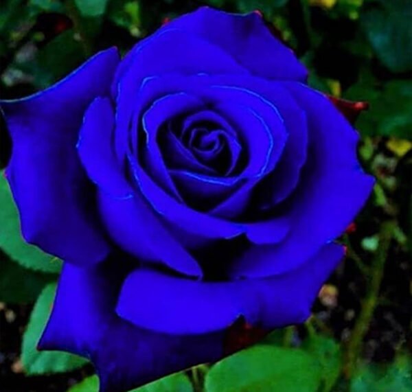 Blue Rose