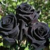 Black Rose