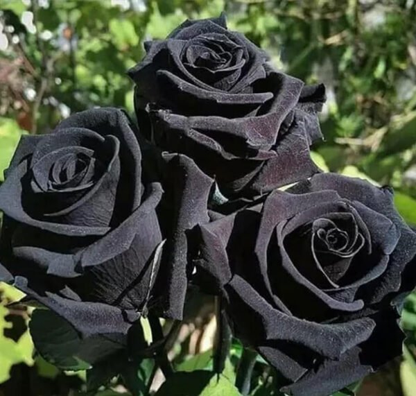 Black Rose