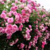 Climbing Mixed Color Rose