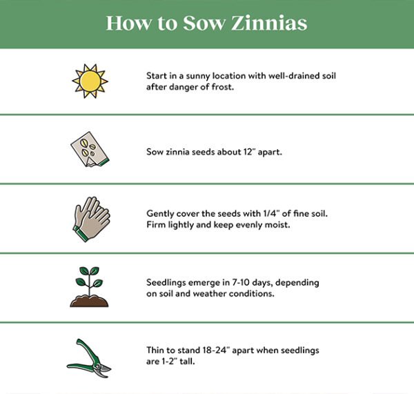 Zinnias