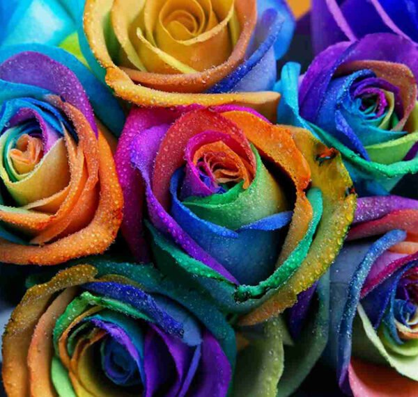 Multicolor Roses