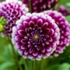 Dahlia