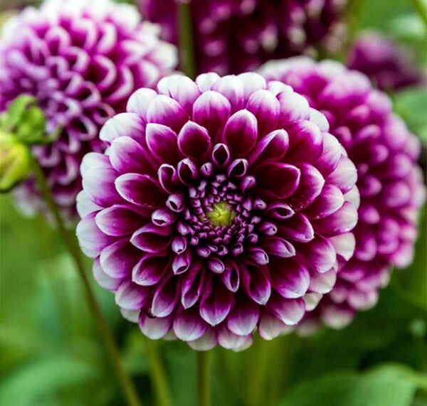 Dahlia
