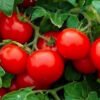 Cherry Tomatoes