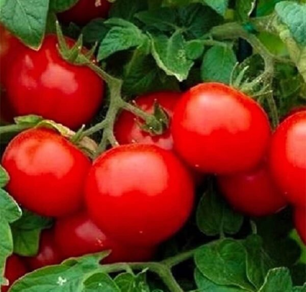 Cherry Tomatoes