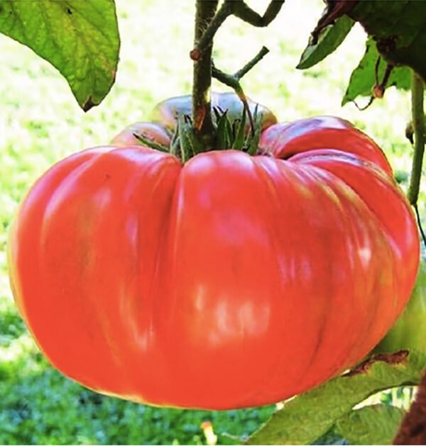 Tomato