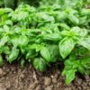 Basil