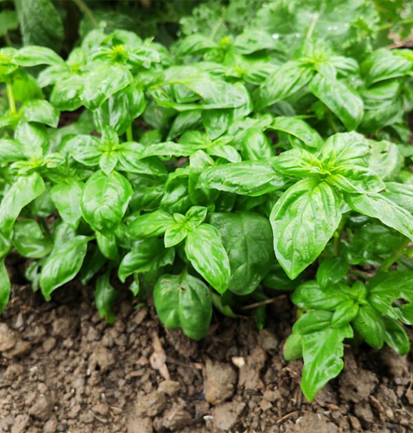 Basil