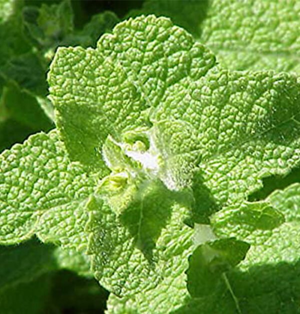 Mint