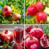 Pomegranate