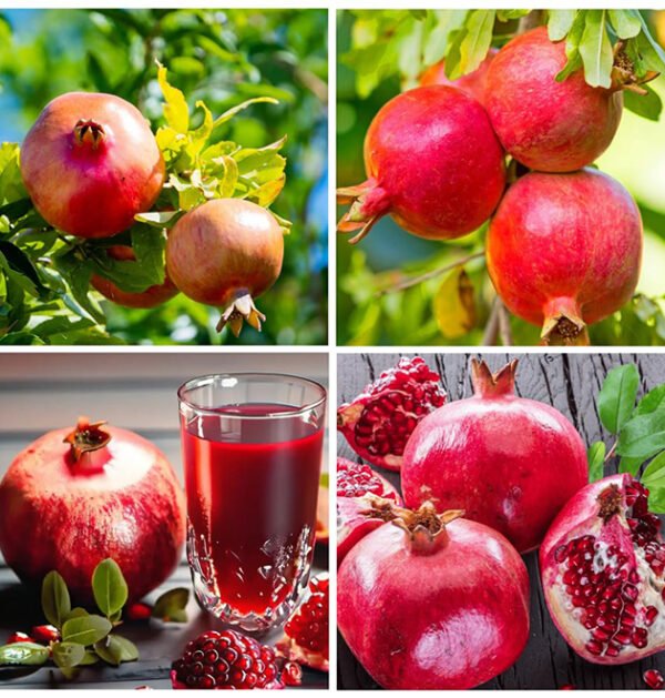 Pomegranate