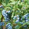 Blueberry