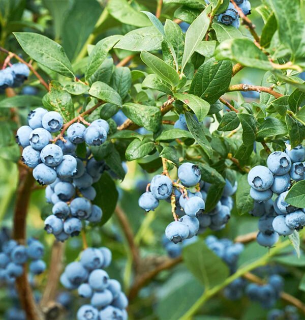 Blueberry