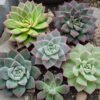 Succulent