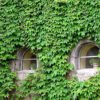 Ivy