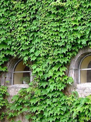 Ivy