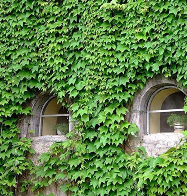 Ivy