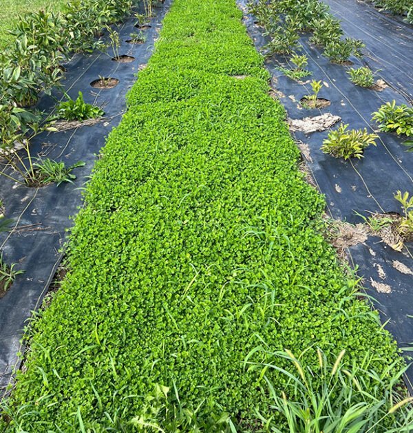 Clover