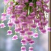 lily of the valley