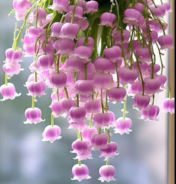 lily of the valley