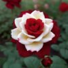 Red Rose